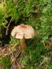 20190908_110528.thumb.jpg.ede7ef38110a86009ddcbbc3d01fb594.jpg