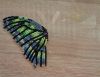 Butterfly9-2.thumb.JPG.5b00a1884c978fd1ca830b970bc956d0.JPG