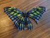 Butterfly9-3.thumb.JPG.abfa36b928a21536b05d76e18bb68428.JPG