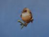 DSC06968.thumb.JPG.a3def4c3845b12f5f6f91ba1cd09a424.JPG