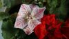 DSC07163.thumb.JPG.c86c6103cce52df9a80e414a2d06d58f.JPG