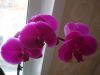 DSC09071.thumb.JPG.7808bcb0047c41067984012548591cf3.JPG
