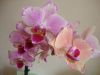 DSC09139.thumb.JPG.fb004cf8cd34066ef80af83d2da179cb.JPG
