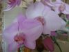 DSC09176.thumb.JPG.f37d456b6d9a809cc81999e185ed7950.JPG