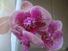 DSC09247.thumb.JPG.04b57cd5057951ca82df2e74a139ef87.JPG