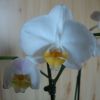 DSC09283.thumb.JPG.b9361b56642c16132632fb176e680d20.JPG