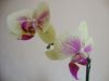 DSC09476.thumb.JPG.e84de353e9d7551945baf99ac888fa6a.JPG