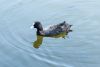 DSC_2687.thumb.jpg.609c964d24b60dfb299a0ea014245378.jpg