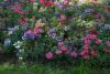DSC_2766.thumb.jpg.6b7b8c28cd1b8ceee8ccb3732f9de6ec.jpg