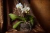 DSC_9207.thumb.JPG.8ee7b8e218f53f499087f4b2c6e52b5e.JPG