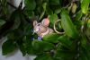 DSC_9247.thumb.JPG.eaa762e1f0db2417ebea8d6f4e3285d3.JPG