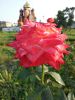 IMG_20190819_180644.thumb.jpg.26e7c9c1dfabad0f2e3ce84dcb3f1550.jpg