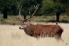 Stag_and_Skylark_Richmond_Park.thumb.JPG.b22f1effb6fdd662db4812fd59d7b1ef.JPG
