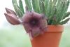Stapelia-3.thumb.jpg.bea362d67137508b3610de46baaf2973.jpg