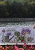 _DSC2450.thumb.jpg.6395ab2992ffce7218f7b067bbc843f1.jpg