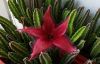 stapelia.thumb.jpg.716eefb7f7b456ad8d1fb402fb40e0de.jpg