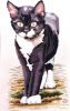thomas-cat.jpg.b650b8f1cefd7e5f2c649d1b3c18bba0.thumb.jpg.7e0d4dac748970ffeca2b5a989ae138d.jpg