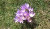 1133025430_.thumb.jpg.c769caf61cde850c173fa77dd323ac2c.jpg