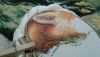 20191016_072237.thumb.jpg.3ee7559da65c24b60e6152c8413db33b.jpg