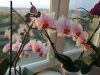 IMG_20190927_063942 (800x600).jpg