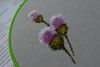 3.thumb.jpg.1900c4e2cc8d793826a2eeb6959b0db7.jpg
