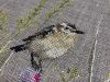 4.thumb.jpeg.419a6657906626476f03e9fbdd845af8.jpeg