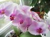 IMG_20190927_064114 (800x600).jpg
