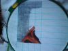 DSC00805.thumb.JPG.5b03ddfb4e79cccffe211ab572a791c9.JPG