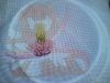 DSC01075.thumb.JPG.7cb9e048e957f53278b2ff0c45cf06e7.JPG