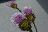 DSC_3258.thumb.JPG.2009ba838ed3127f1a6b0a585ba87aff.JPG
