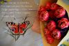 DSC_336911.thumb.jpg.0ed439c39da2dbfa244e4546a487393f.jpg