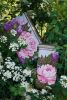 DSC_7011.thumb.jpg.5edc9f045bdc3ff3e40060a286866536.jpg