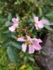 IMG_20190923_122901.thumb.jpg.f59dfba8284ba52b860b91bb5a6de66b.jpg
