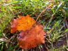 IMG_20190924_133541.thumb.jpg.5dca57dfc2770b2617640f1013ad7898.jpg