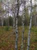 IMG_20190924_153832.thumb.jpg.b5502dac6bfcd459e59b1caa3746109f.jpg