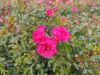 IMG_20190927_140928.thumb.jpg.e2f2626a4e52d057b53119423c2e06ca.jpg