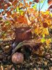 IMG_20191009_123451.thumb.jpg.b7e1044830627379ba0c5bc491f05487.jpg