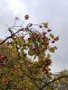 IMG_20191013_135446.thumb.jpg.55085db25fcf26245a9c5e27bbc73d55.jpg