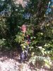 IMG_20191014_115129.thumb.jpg.eb20ceed0d593ca1506ec6c4ea99affa.jpg