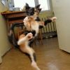 maokungfu.thumb.jpg.d9939353584eae788dfece8687327574.jpg