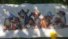 182204239_.thumb.jpg.b9850d69500c7163cabf5dac14ba454a.jpg