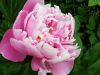 20190624_211619.thumb.jpg.bd57280c0668d4a6668bc7cc294b67fd.jpg