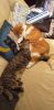 20191107_181557.thumb.jpg.ceef5983bcda38a46e542bf62b21de5d.jpg