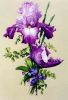 SL88 Purple Perfection.jpg