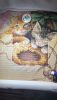 50EFEEDC-8FF8-4A0D-BFF6-86BB8452AD9B.jpeg