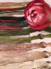 A78CEDFF-D807-442D-9F14-A7412D609B84.jpeg.783e8a2ffe35c4233300da1c79e0873a.thumb.jpeg.51d2c19a0f453a85f3aecdc6087d1020.jpeg