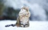 Animals___Cats_Siberian_cat_sitting_in_the_snow_045087_.thumb.jpg.07670a43184d565501f2e2f069add37f.jpg