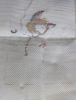 DSC06822.thumb.JPG.f91eb394f051d5960da69d3fede49ffb.JPG