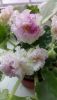 DSC_0489.thumb.JPG.847eafab8aeb5d9812f6ba671a042813.JPG