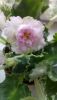 DSC_0490.thumb.JPG.c0342c8577411801ba6468015edb177f.JPG